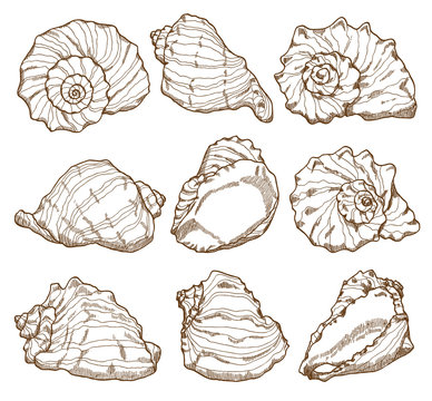 Hand drawing seashell set