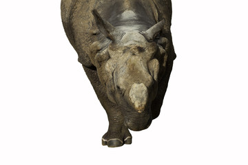 Fototapeta na wymiar nosorożec na białym tle