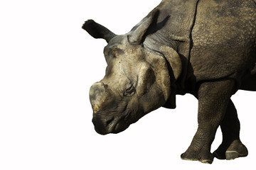 Fototapeta premium rhinoceros on white background