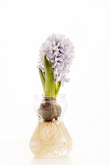 hyacinth