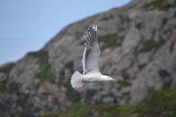 seagull