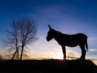 silhouette donkey