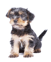 Yorkshire terrier puppy dog over white