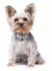 Yorkshire terrier dog over white background
