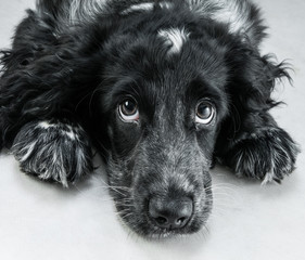 english cocker spaniel