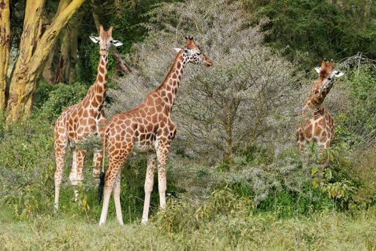 Fototapeta Nakuru lake Rothschild's giraffes