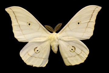 Naklejka premium light beige butterfly isolated on black