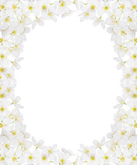 bird cherry tree inflorescence frame