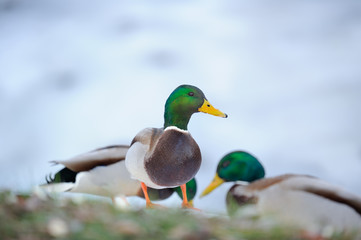 Male Mallard Ducks