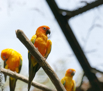 Parrots (Aratinga Solstitialis)