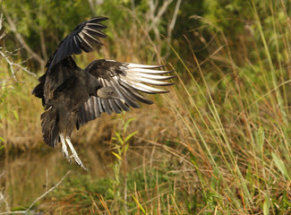 Turkey Vulture (Cathartes aura) flying in a field