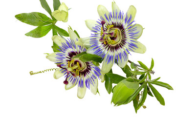 Kwiat męczennicy (passiflory) błękitnej - obrazy, fototapety, plakaty