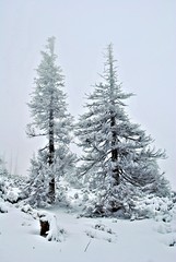 Drzewa zimą © Myśliński_Photos