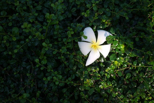 pure white plumeria on fukien tea tree
