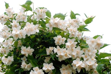 falscher Jasmin