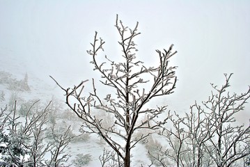 Drzewo na tle zbocza © Myśliński_Photos