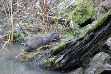 Fischotterweibchen mit Jungtier