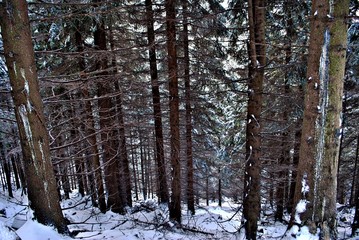 Konary zimą © Myśliński_Photos