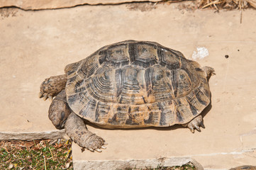Testudo graeca graeca