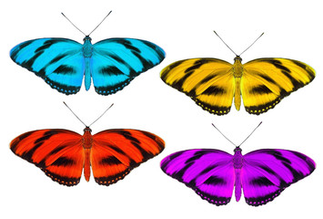 Obraz premium Butterfly