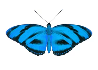 Zelfklevend Fotobehang Vlinder Tropic butterfly