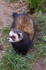 Polecat