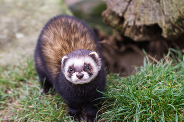 Polecat