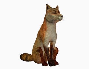 sitzender Fuchs