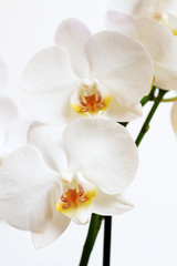Fototapeta premium phalaenopsis flower