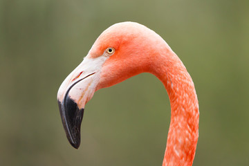 Closeup shot of pink flamingo