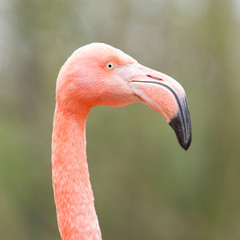 Closeup shot of pink flamingo