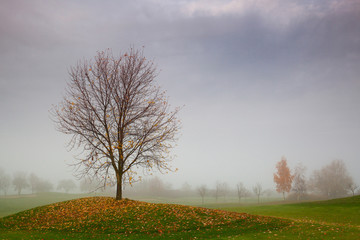 Autumn on the golf course in the mist at sunrise