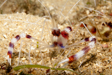 Im Riff - auf Meeresgrund