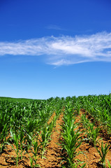 Green cornfield at south of Portugal