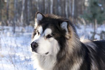 Alaskan Malamute in the snow