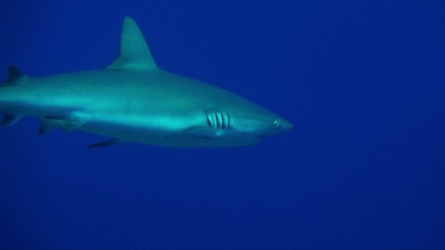 Big Reef Shark