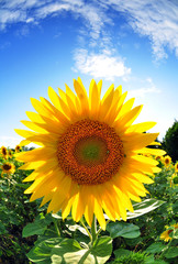 sunflower in summer sky