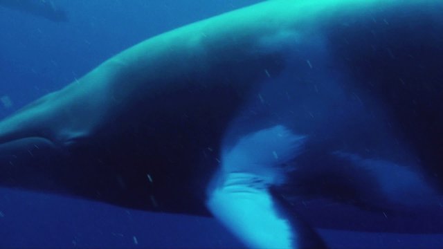 Minke Whales