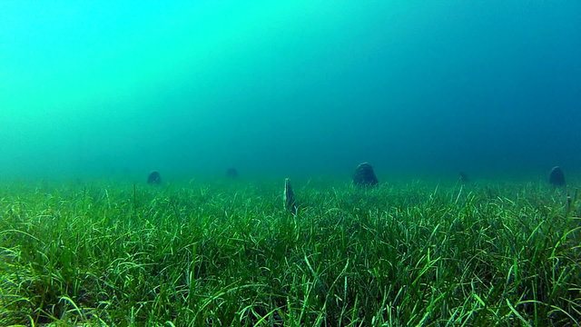 Rich seabed