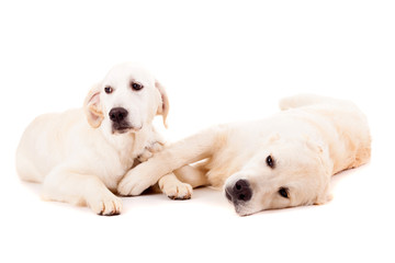 Obraz premium Golden Retrievers