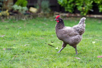 bluebell chicken in the garden