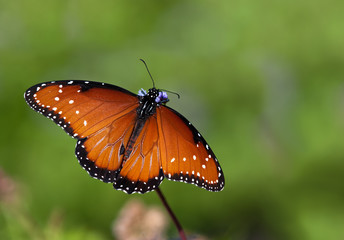 Queen butterfly (danaus gilippus)