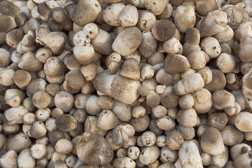 mushrooms