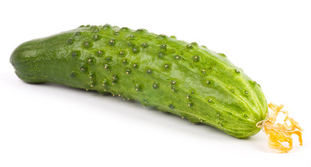 Cucumber on white background