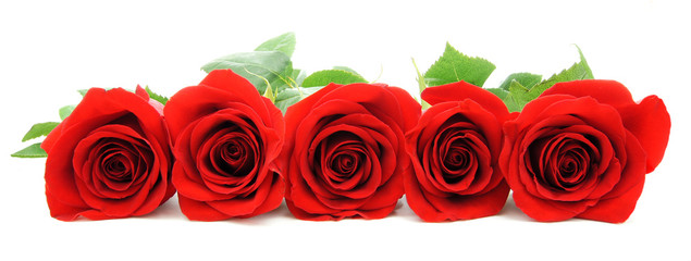 Beautiful red roses arranged as a horizontal border