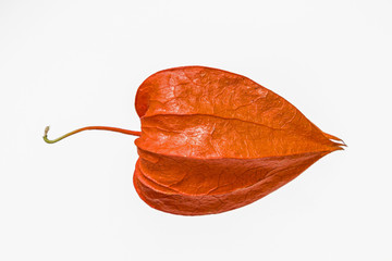 Lampionblumenblüte