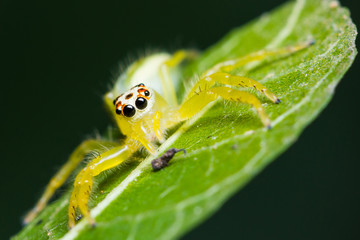 Epocilla Jumping Spider