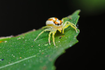 Epocilla Jumping Spider