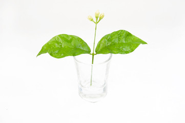 Jasmine