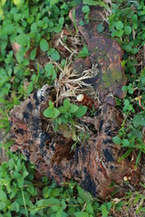 Old wood and grass
